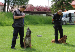 Výcvik policejních psů - ukázka